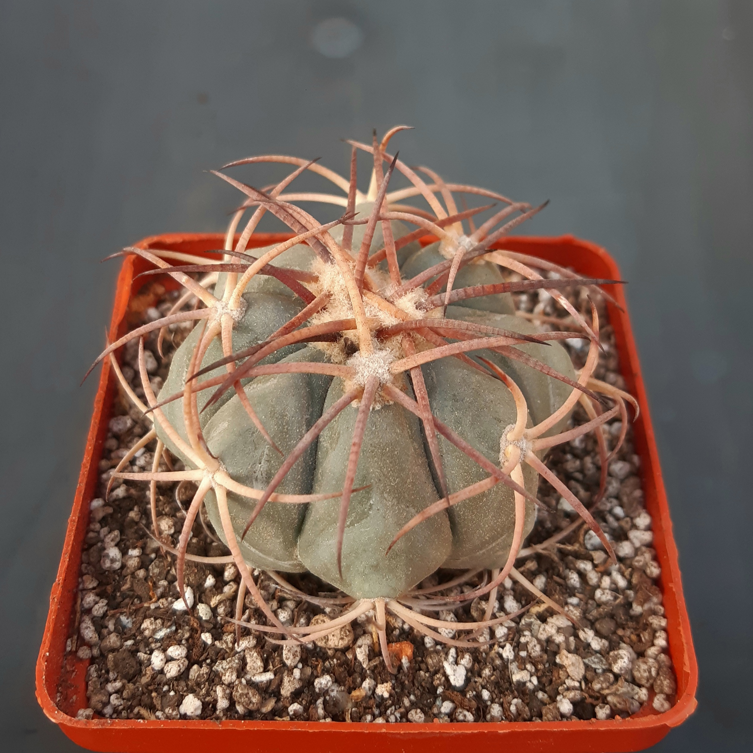 Echinocactus horizonthalonius 2km before Nories, Zac