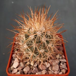 Echinomastus johnstonii fma L1543 Jagueyes, Chih. 2200m