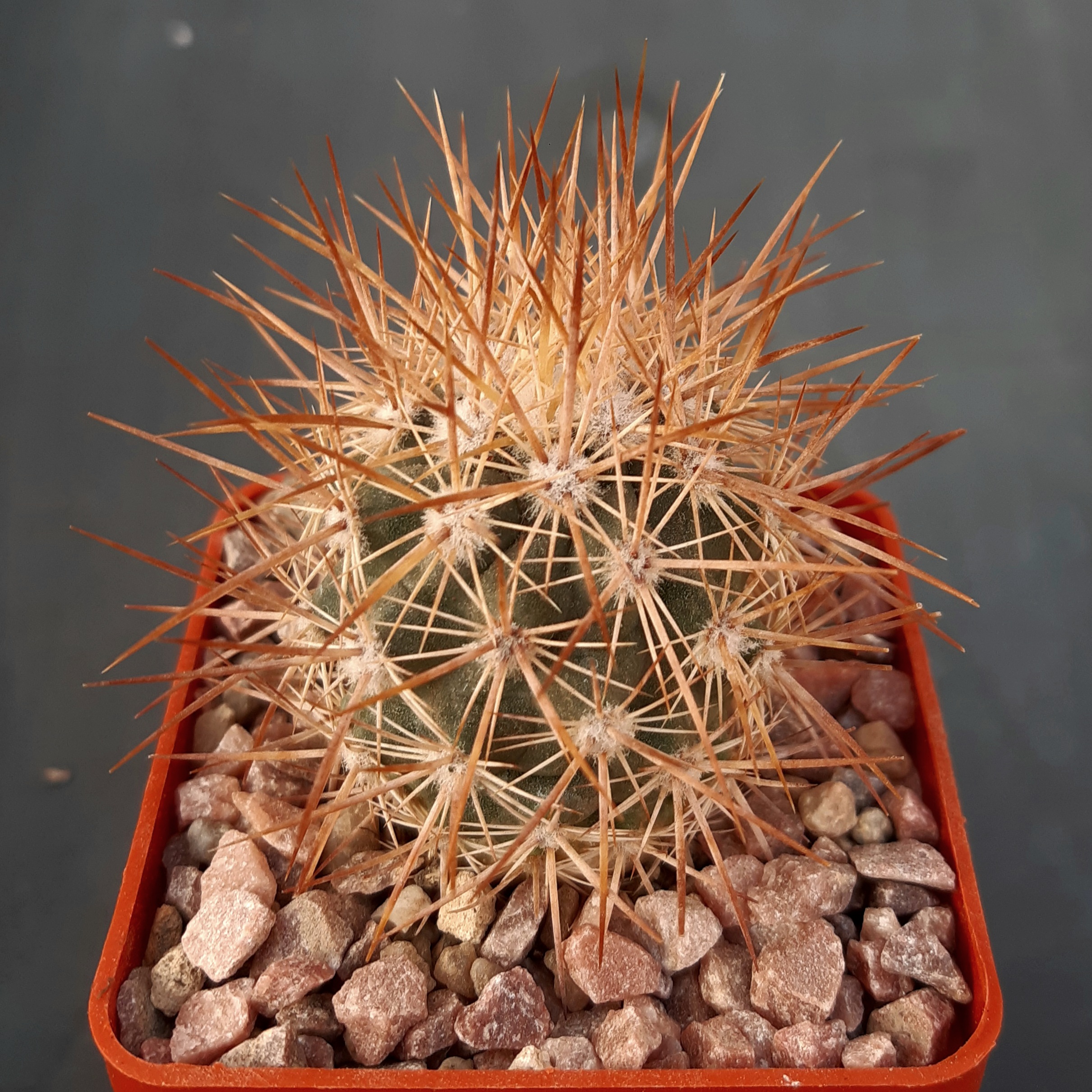 Echinomastus johnstonii fma L1543 Jagueyes, Chih. 2200m