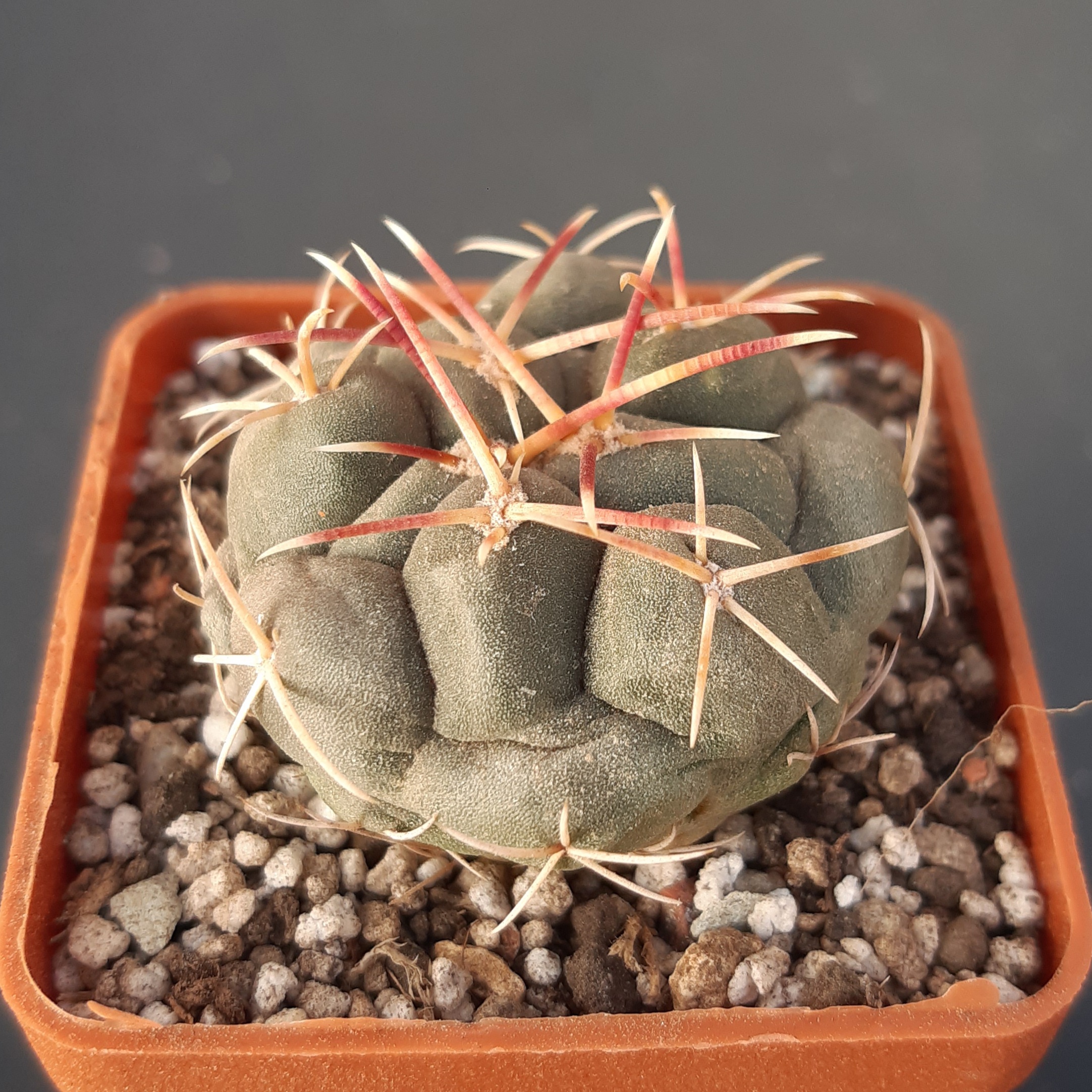 Thelocactus hexaedrophorus 'jarmillae' San Luis Potosi, Mex