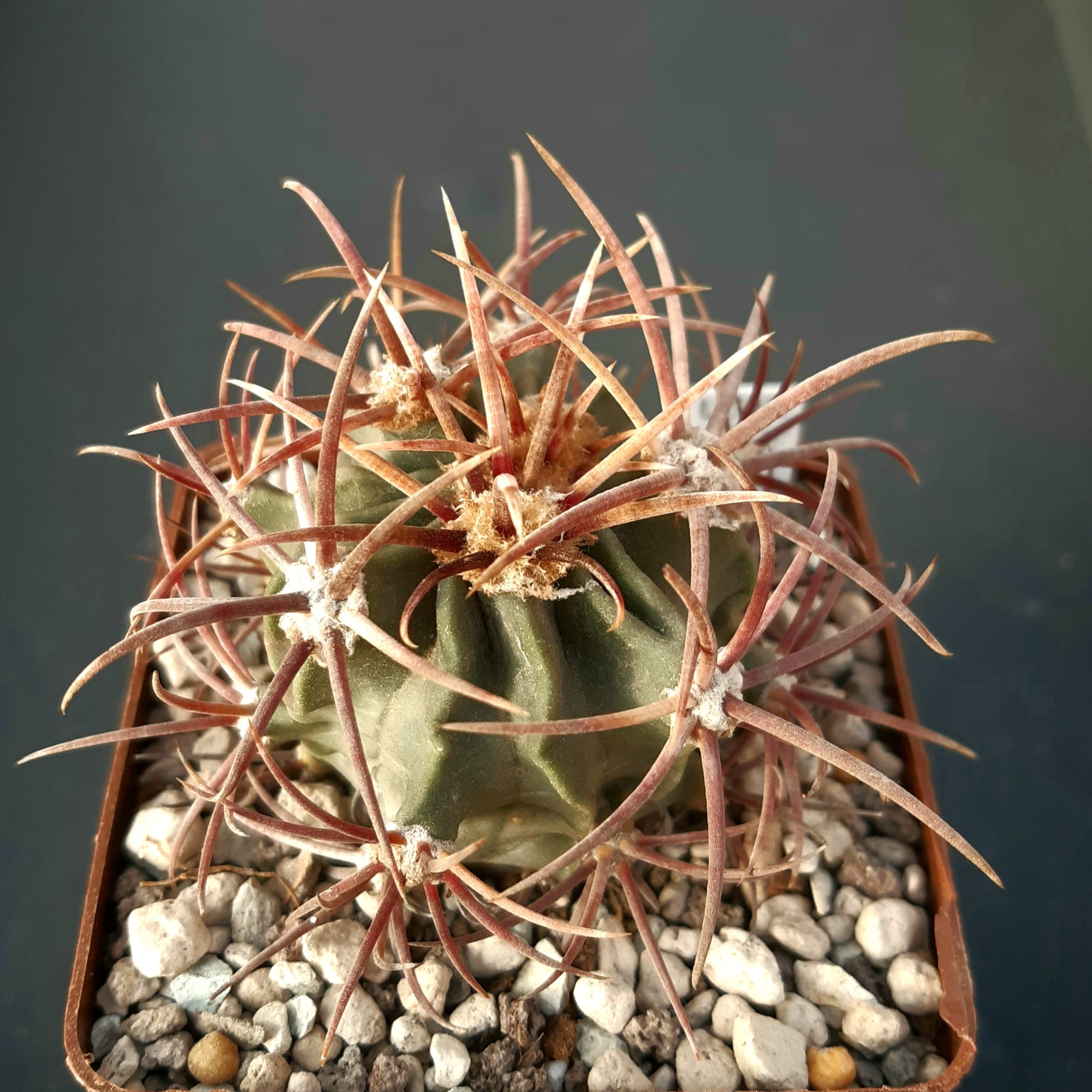 Echinocactus parryi L1372 S of Ciudad Juarez, Chihuahua, Mex 1100m