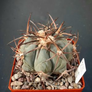 Echinocactus horizonthalonius VZD270 Guimbaiete, Coah.