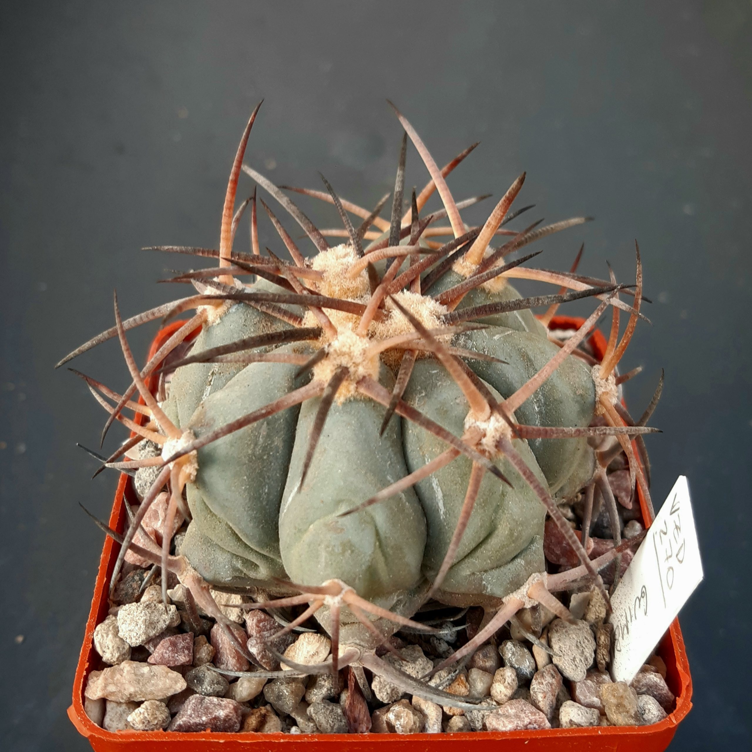 Echinocactus horizonthalonius VZD270 Guimbaiete, Coah.