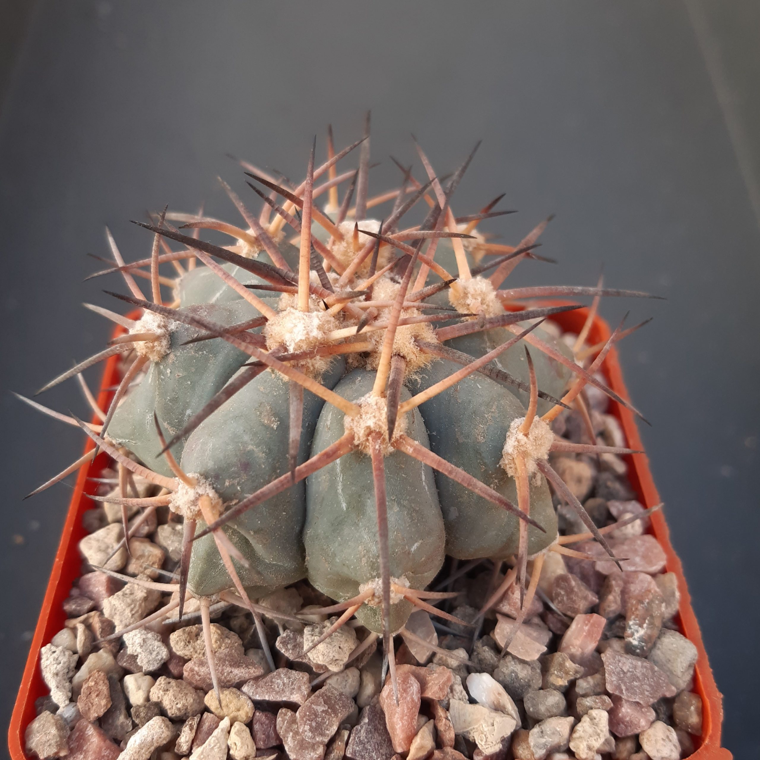 Echinocactus horizonthalonius