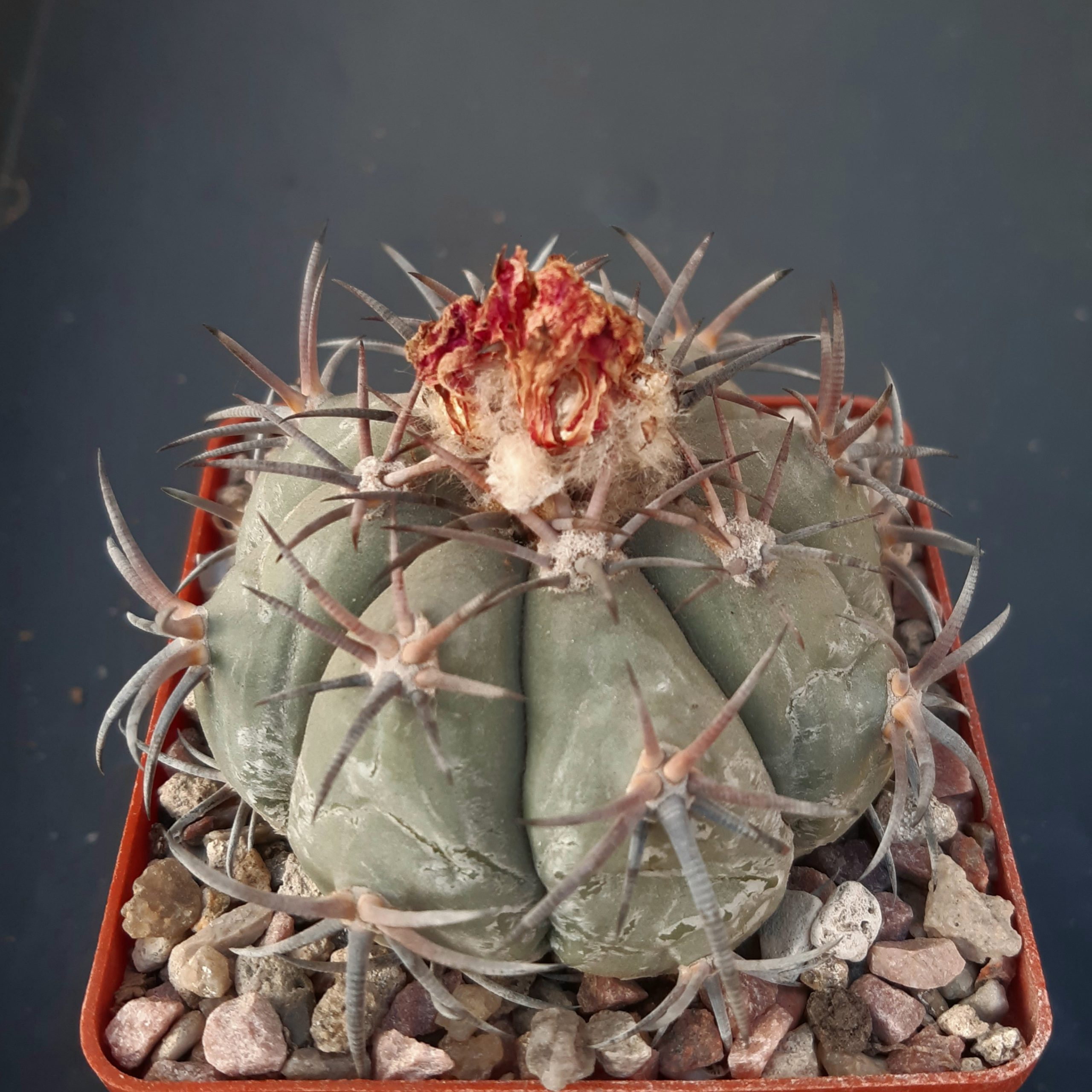 Echinocactus horizonthalonius 'jarmilae' Huizache, SLP