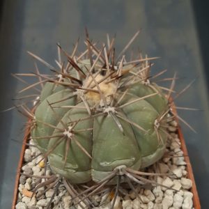 Echinocactus horizonthalonius SB710 El Paso County Texas