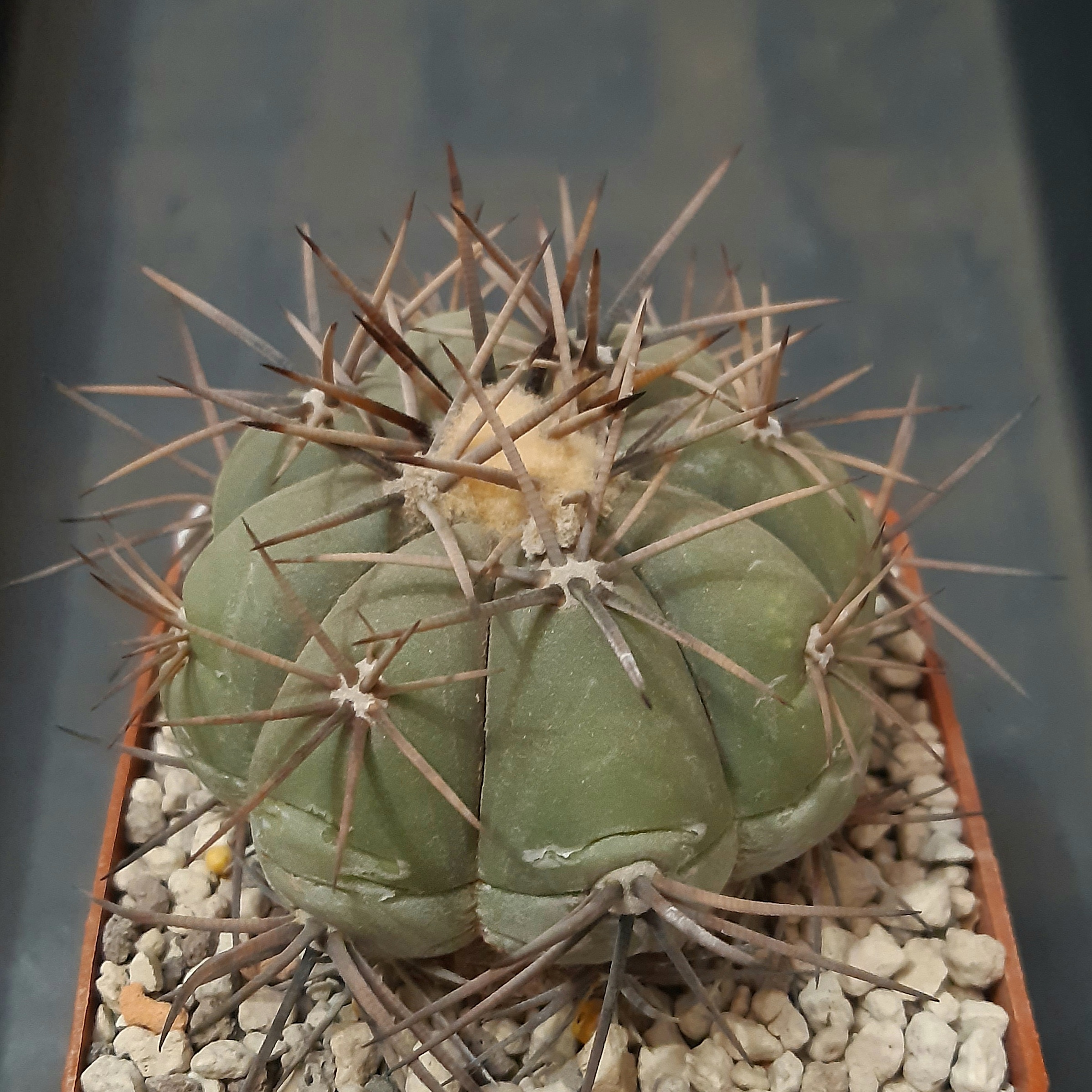 Echinocactus horizonthalonius SB710 El Paso County Texas