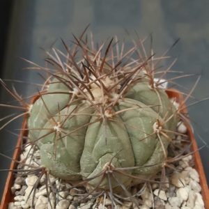 Echinocactus horizonthalonius SB710 El Paso County Texas