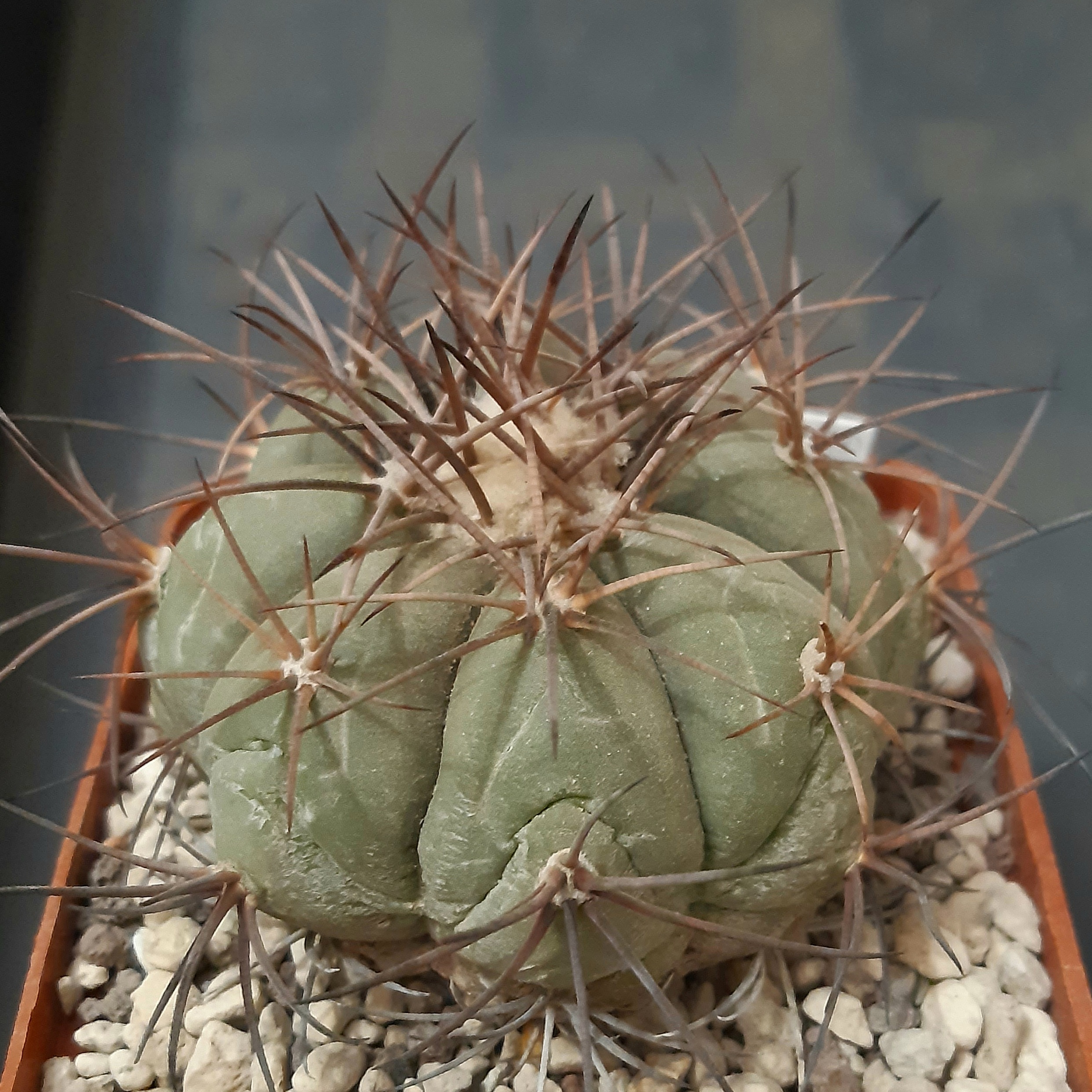 Echinocactus horizonthalonius SB710 El Paso County Texas