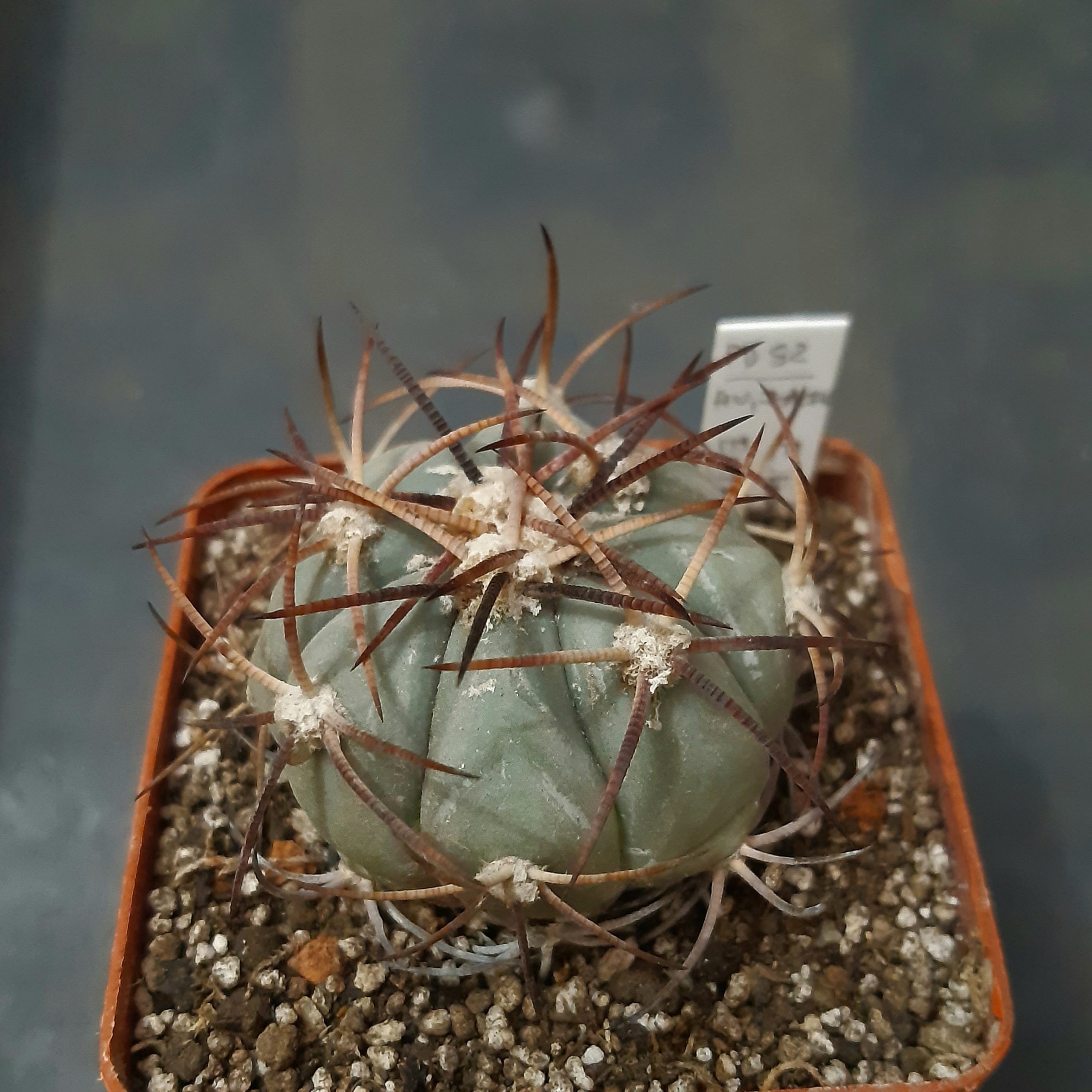 Echinocactus horizonthalonius PD82 San Miguel Zacatecas