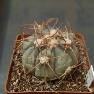 Echinocactus horizonthalonius PD99 Cerro Bola Coahuila