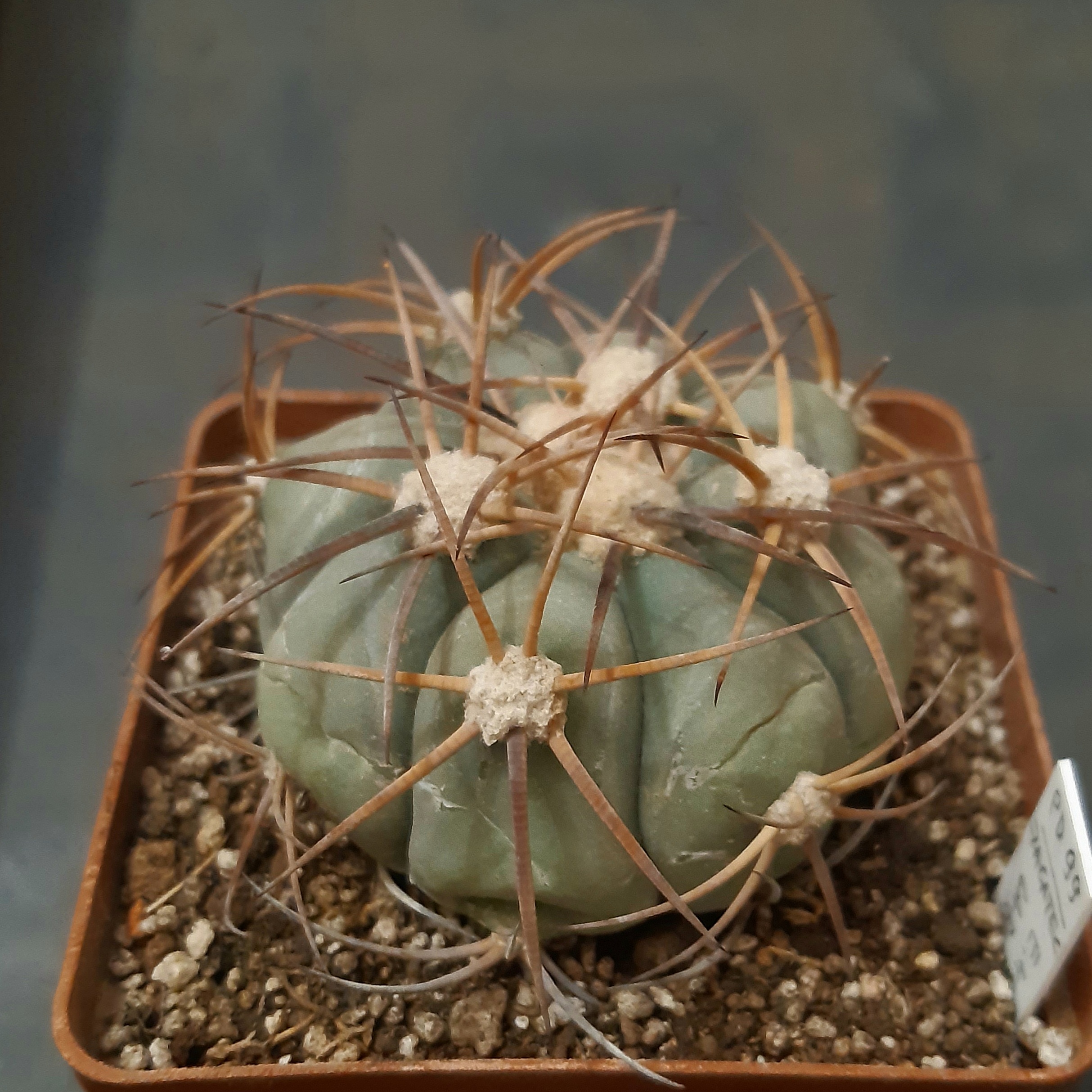 Echinocactus horizonthalonius PD99 Cerro Bola Coahuila