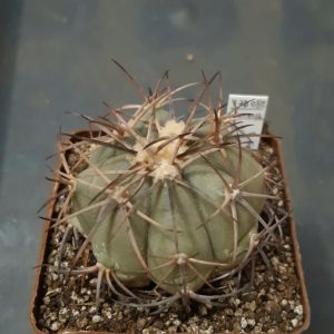 Echinocactus horizonthalonius VZD082 Montoya El Pilar Coah