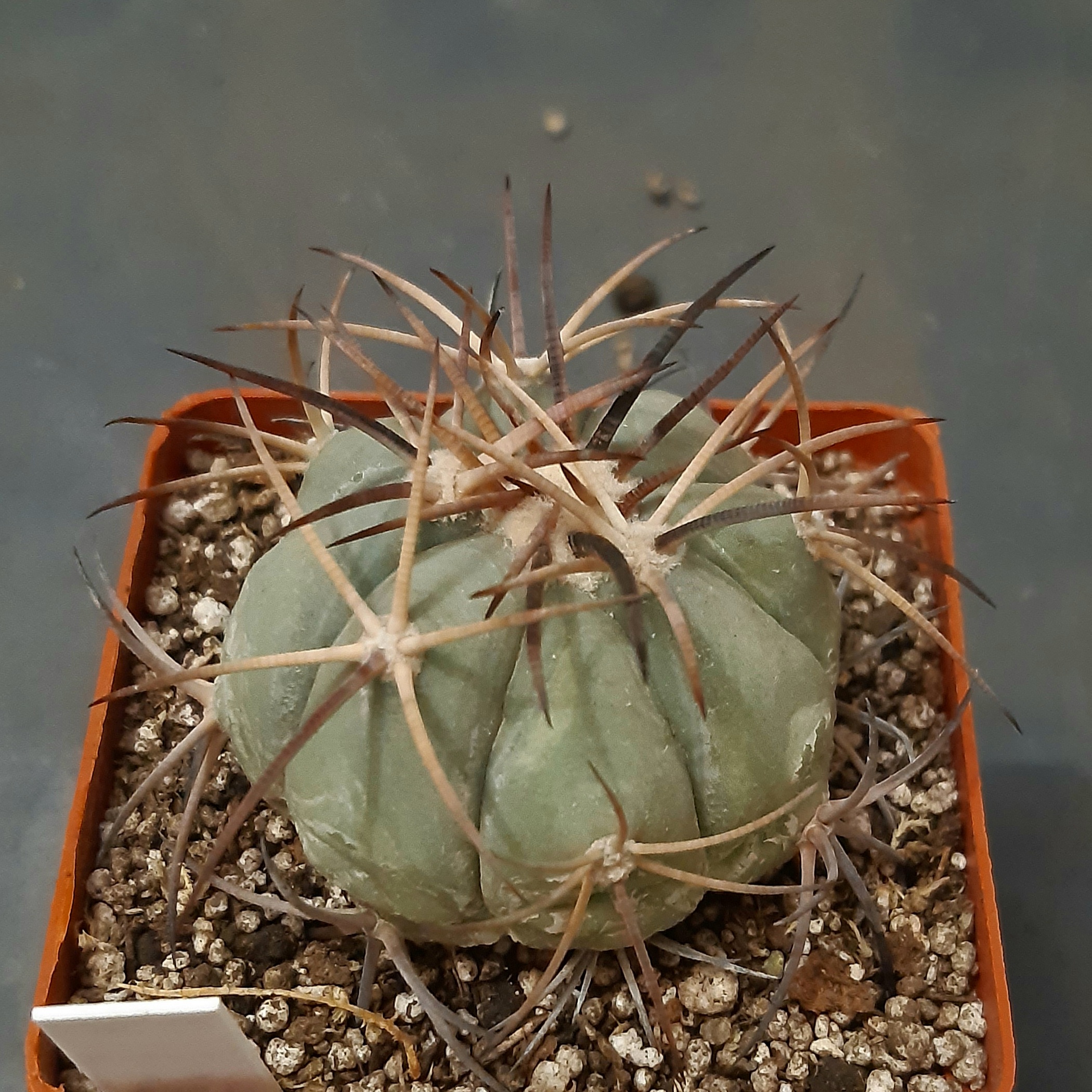 Echinocactus horizonthalonius PD40 San Rafael Coahuila