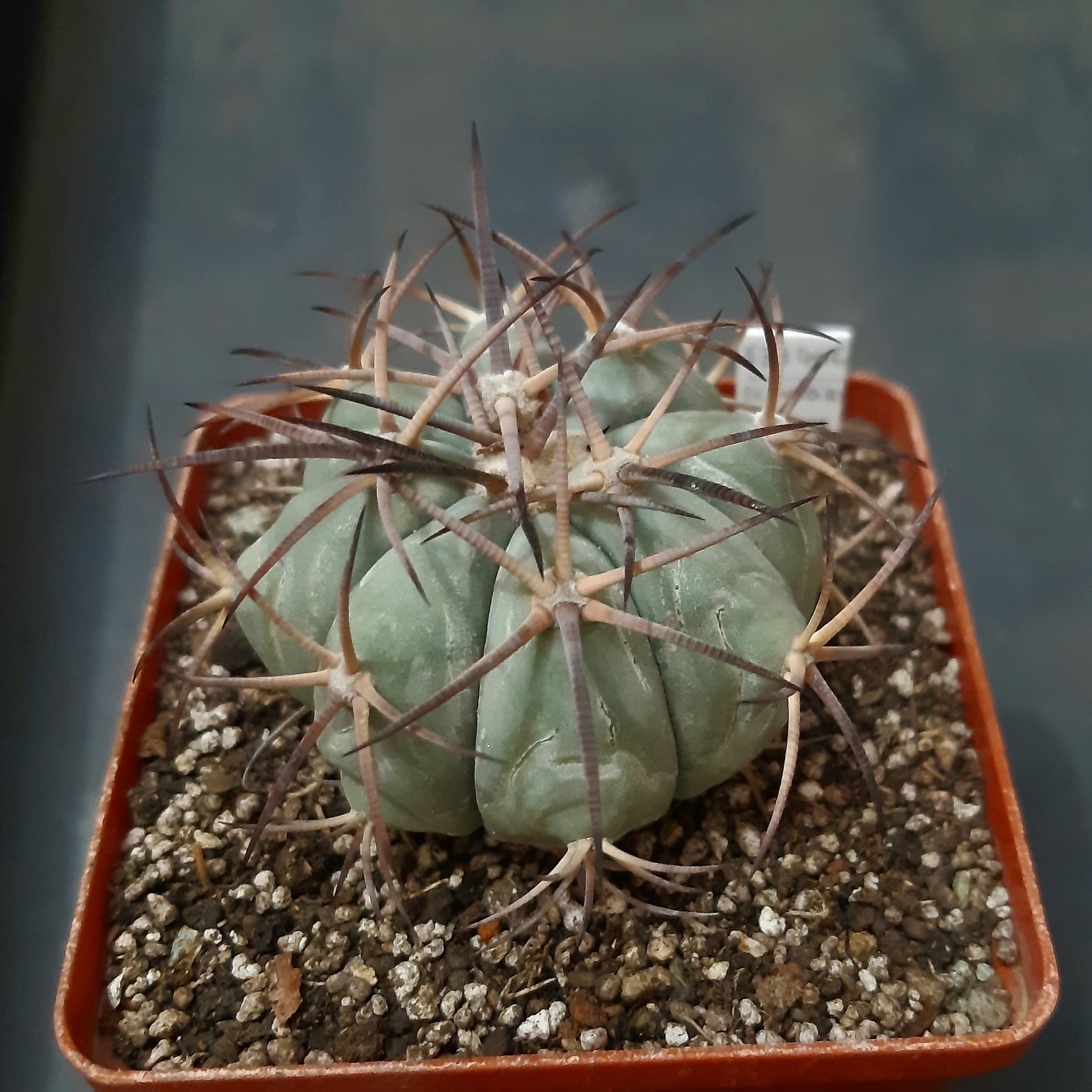 Echinocactus horizonthalonius
