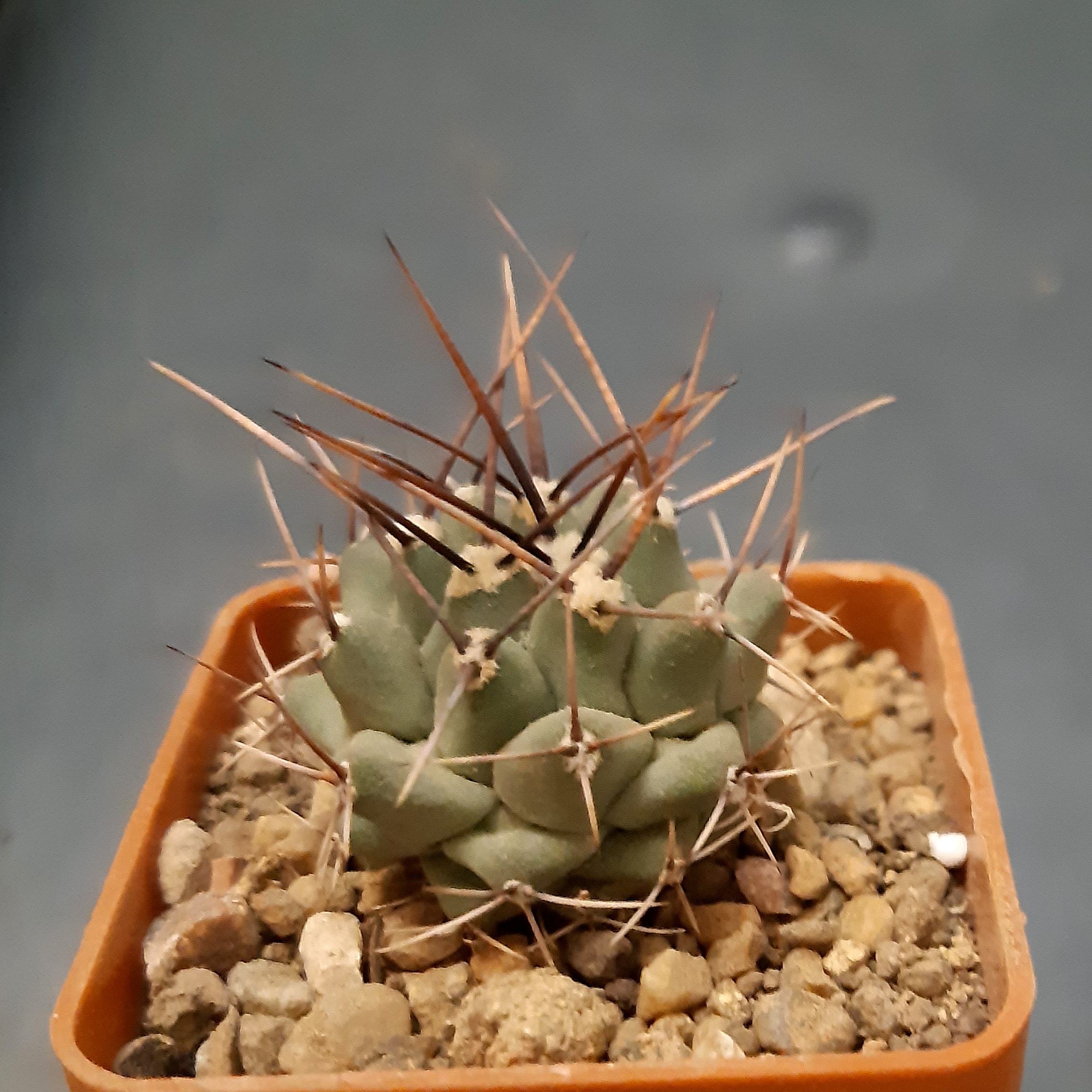 Thelocactus rinconensis cv 'Jaroslav Zwak'