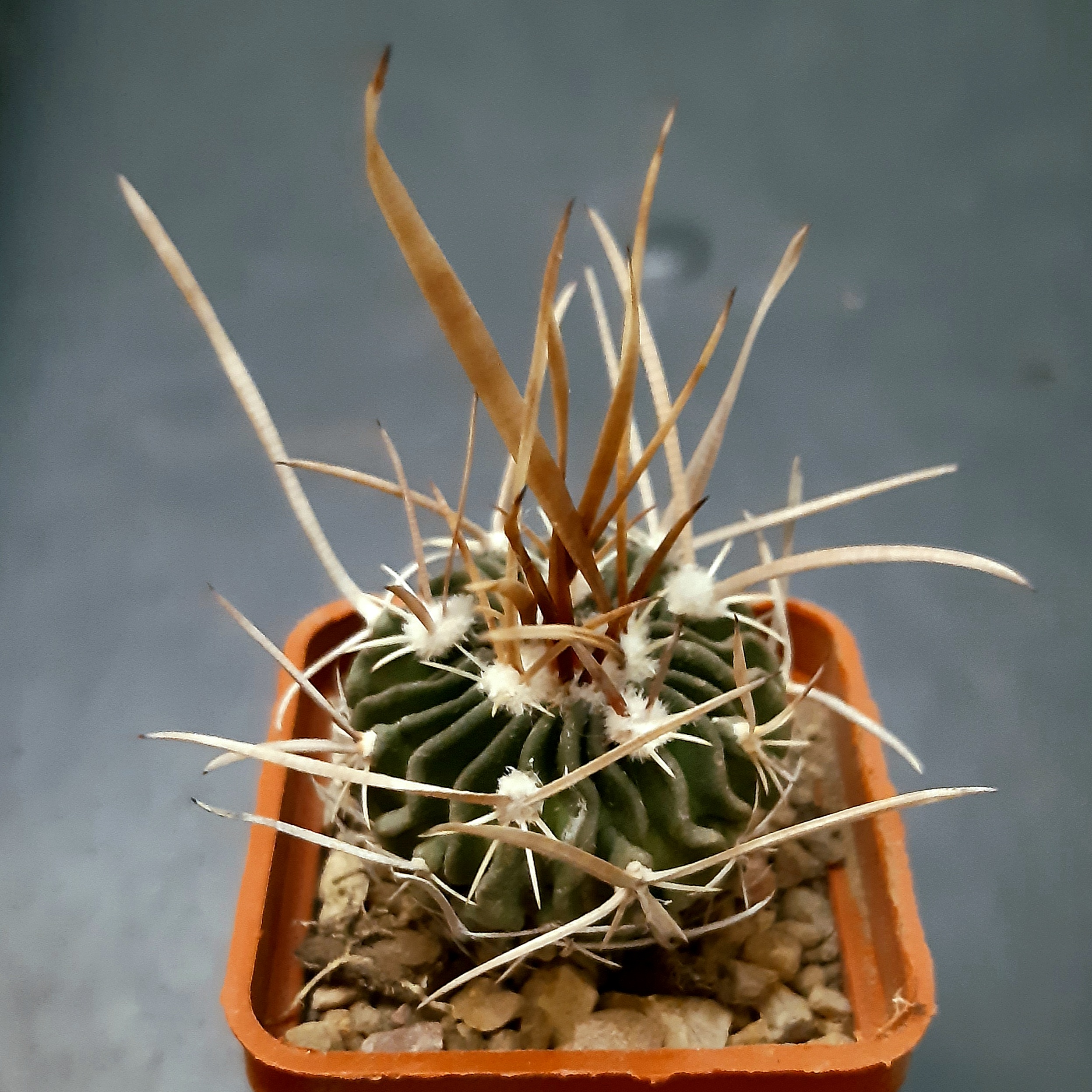 Echinofossulocactus aff grandicornis NAGL87.041A