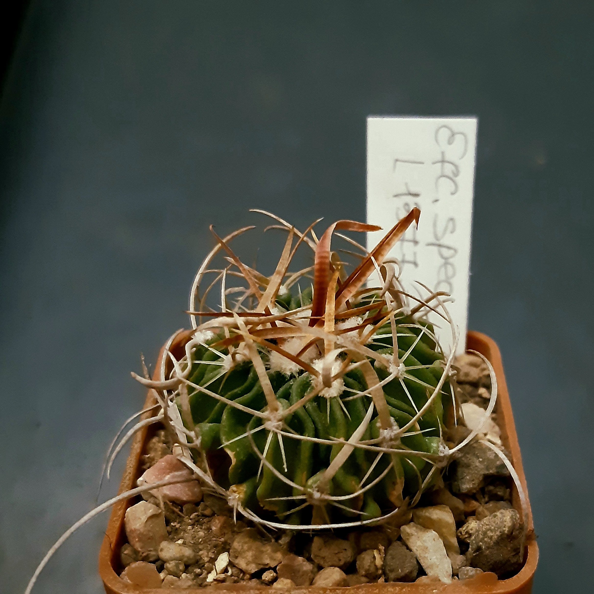 Echinofossulocactus spec. L1377 W of Ciudad Victoria, Tam. 1600m