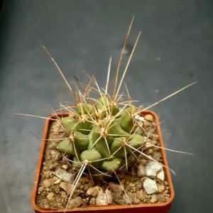 Thelocactus lophothele 'longispinus'