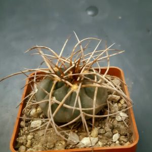 Gymnocalycium cadenasianum