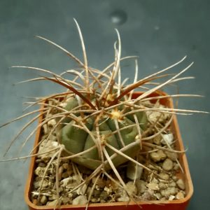 Gymnocalycium cardenasianum Piltz