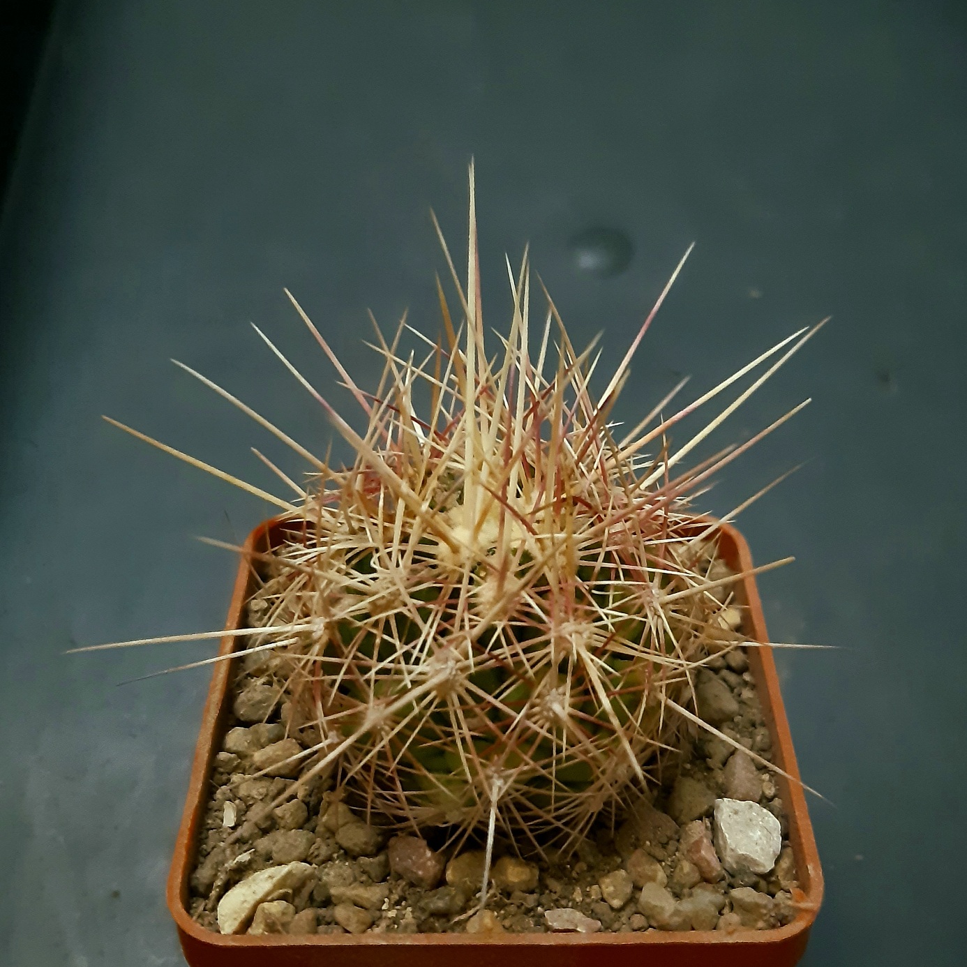 Thelocactus bicolor 'tricolor'