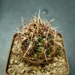 Thelocactus bicolor 'texensis'