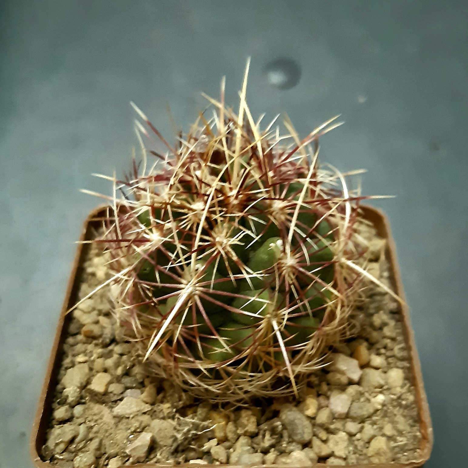 Thelocactus bicolor 'texensis'
