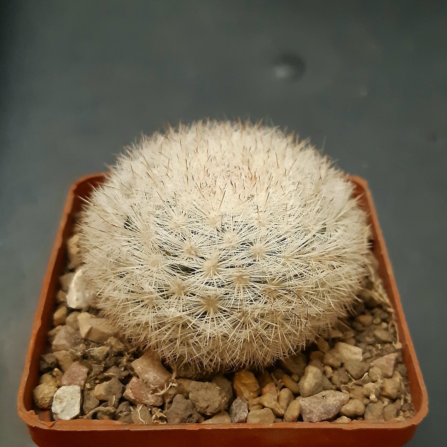 Mammillaria candida
