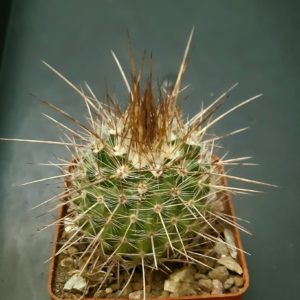 Parodia uhligiana L568 10km East of Amblayo, 2620m, Salta Arg
