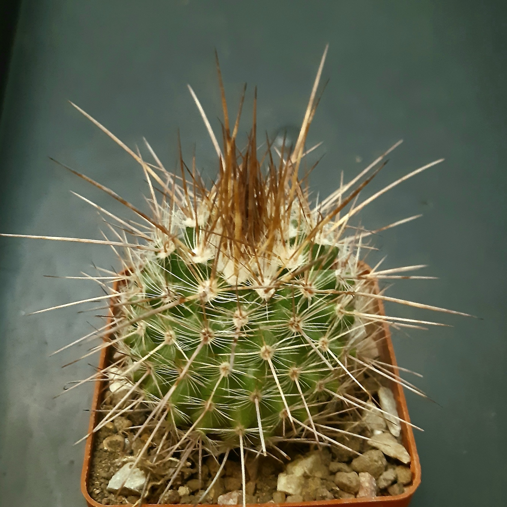 Parodia uhligiana L568 10km East of Amblayo, 2620m, Salta Arg