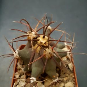 Ferocactus emoryi