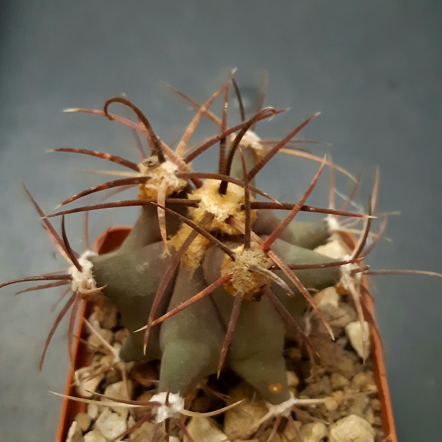 Ferocactus emoryi