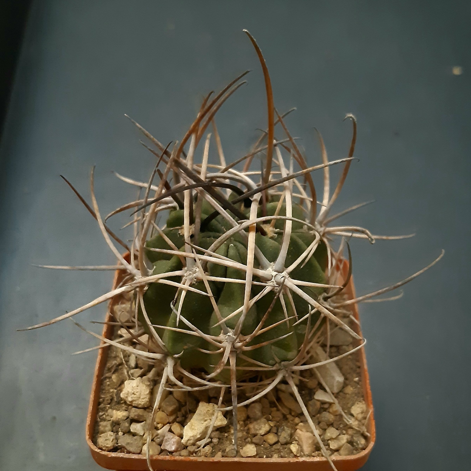 Lobivia ferox v.longispina