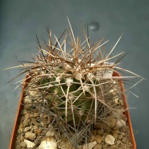 Echinocereus triglochidiatus 'gonacanthus' SB753 McKinley County NM
