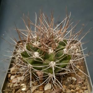 Gymnocalycium valnicekianum 'polycentralis' MG
