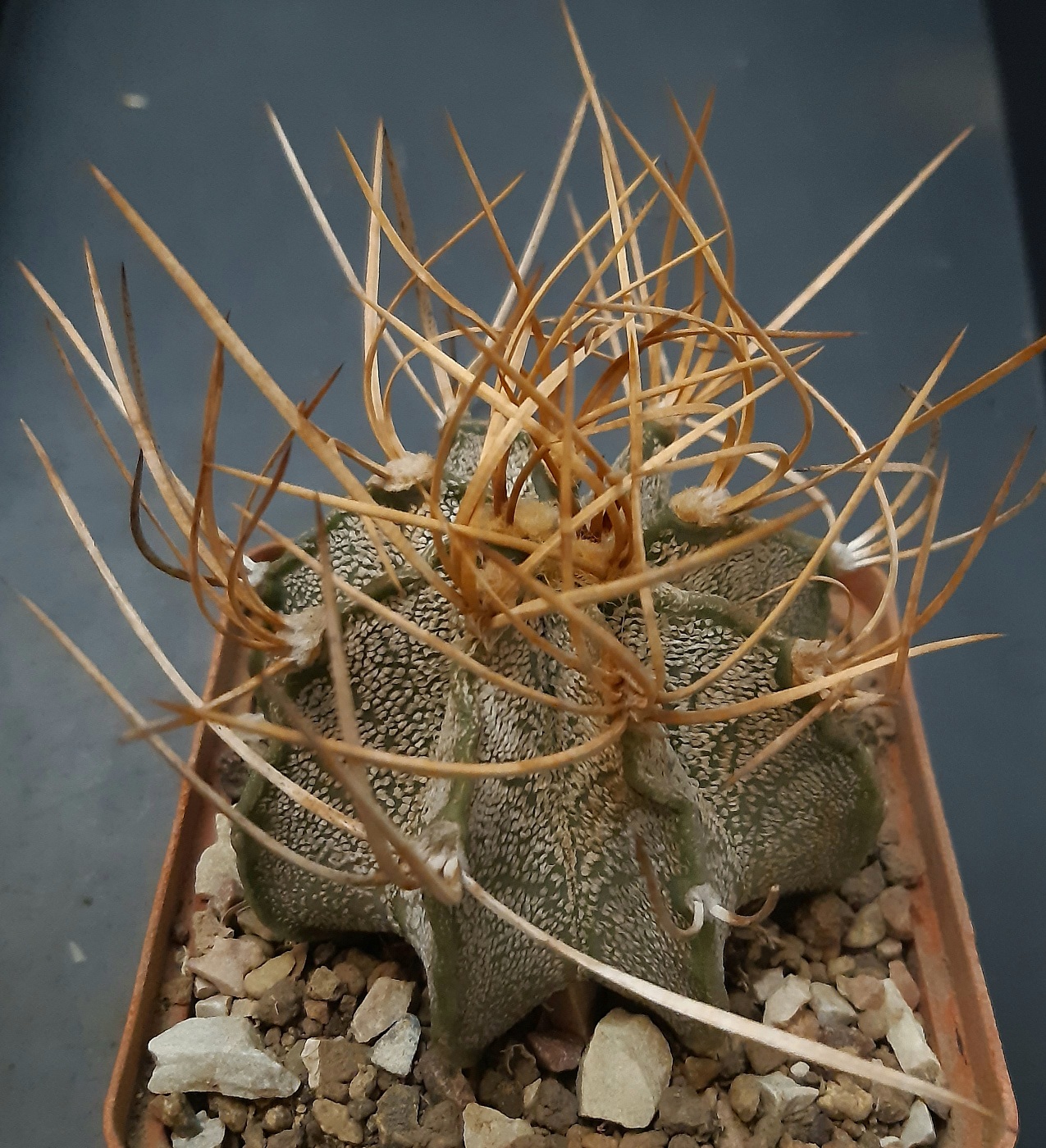 Astrophythum capricorne cv.'Weisse Stachel'
