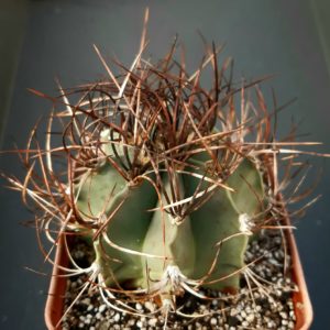 Astrophytum senile