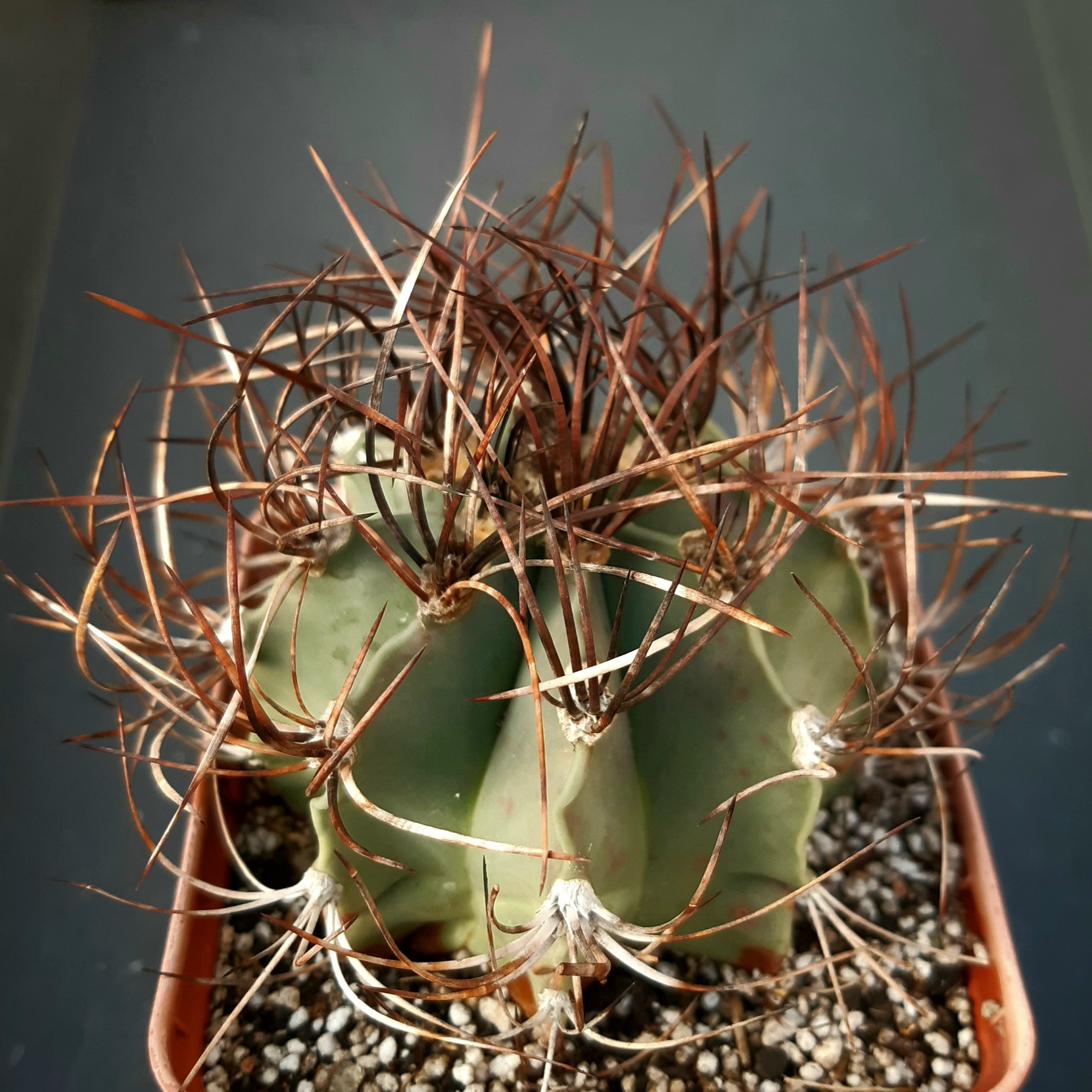 Astrophytum senile