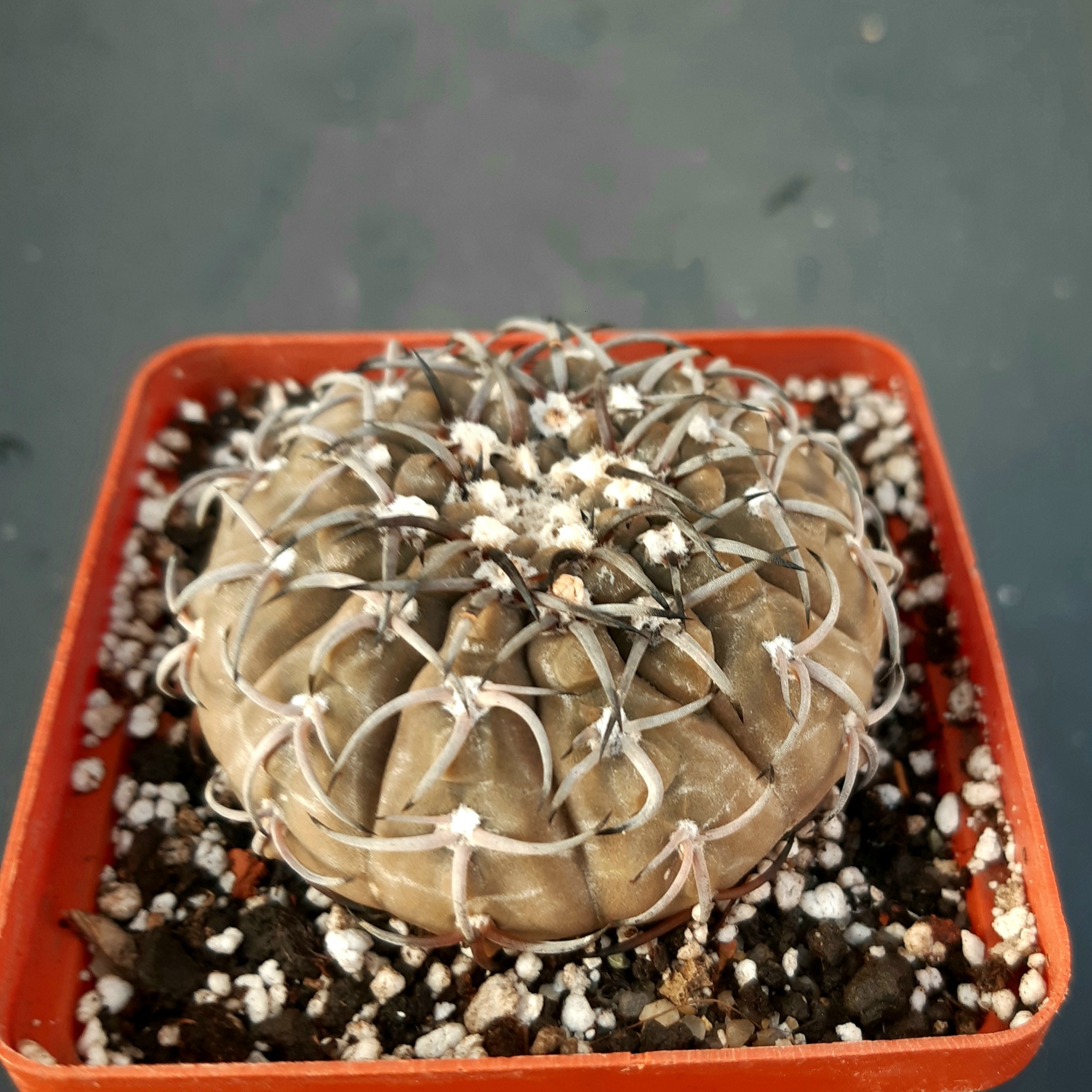 Gymnocalycium riojense 'paucispinum' (=asterium)