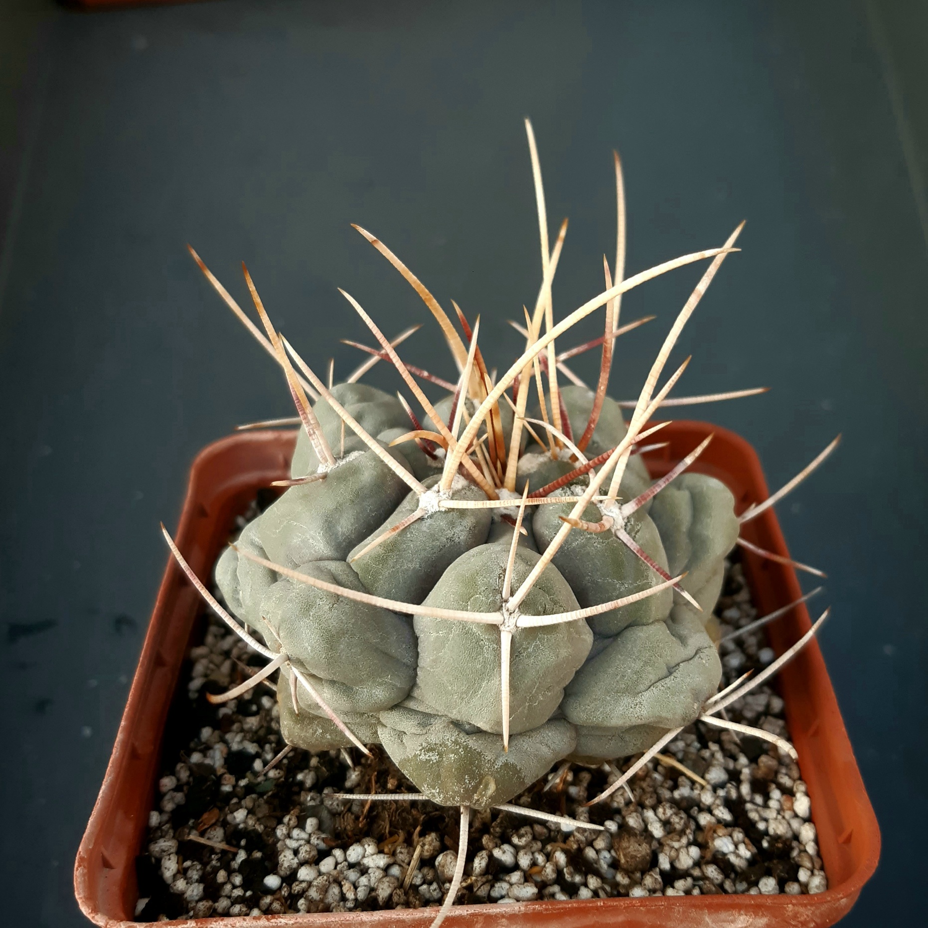 Thelocactus hexaedrophorus SB291 La Perdida SLP