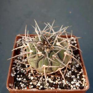Gymnocalycium spegazzini 'major'