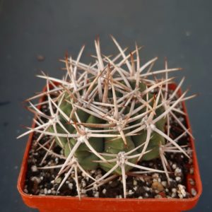 Gymnocalycium ferox v.ferocior (mostii ssp.ferocius)