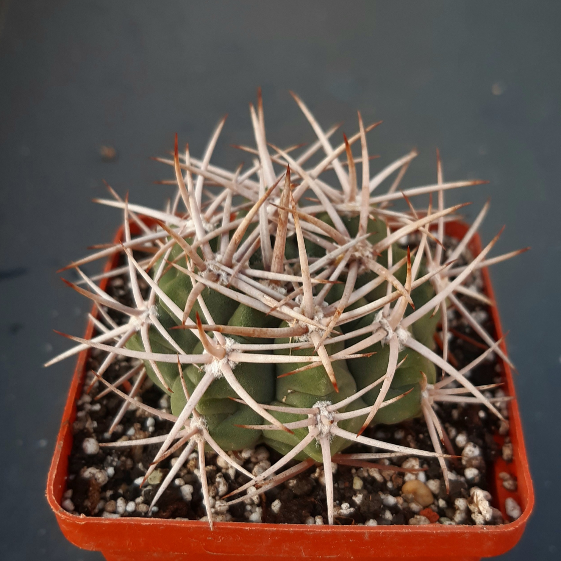 Gymnocalycium ferox v.ferocior (mostii ssp.ferocius)