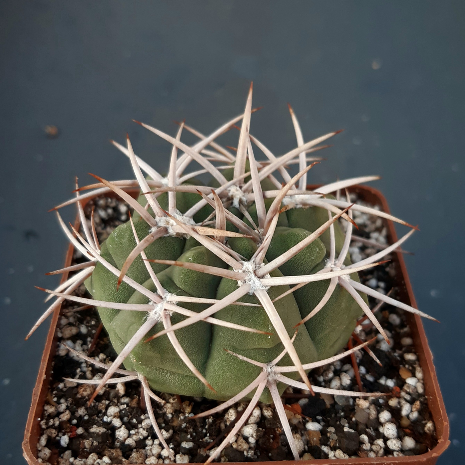 Gymnocalycium ferox v.ferocior (mostii ssp.ferocius)