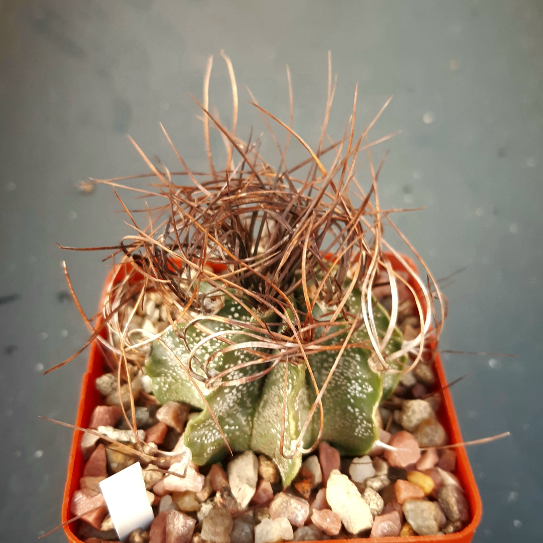 Astrophythum capricorne 'minor' SB1171 El Pilar, Coah