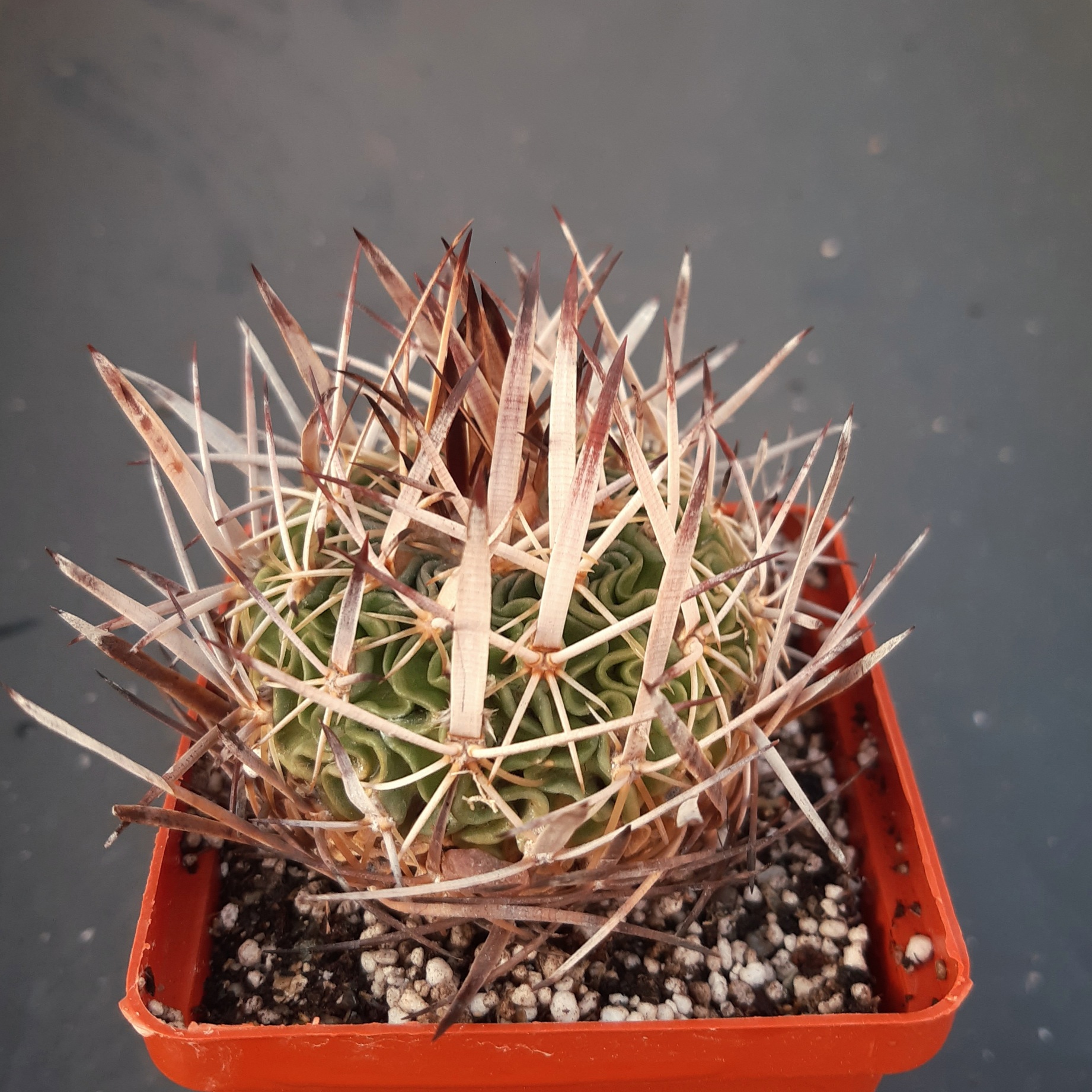 Echinofossulocactus multicostatus 'zacatecasensis' SB492 Coneto Pass Dur
