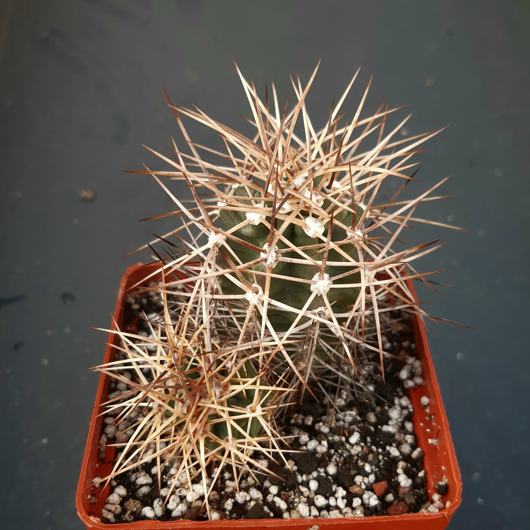 Echinocereus triglochidiatus 'mojavensis' SB1466 Houserock Valley, Az