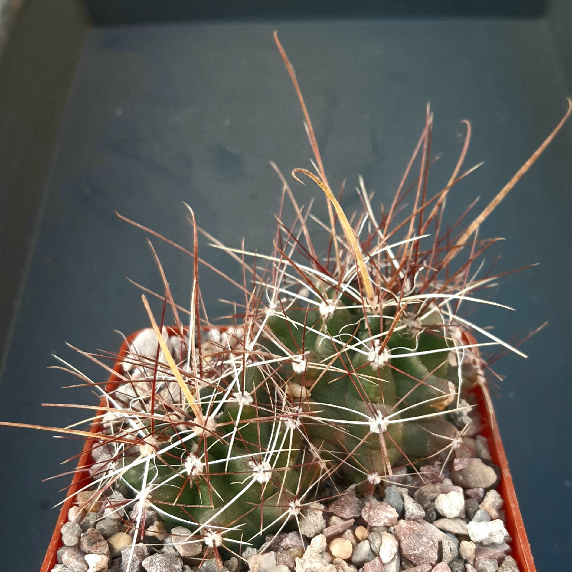 Hamatocactus hamatacanthus (3 heads)