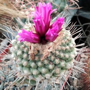 Strombocactus esperanzae -seeds-насіння-